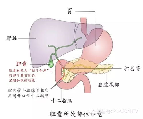 胆在哪里 搜狗图片搜索