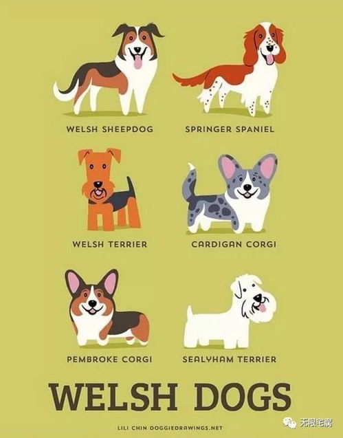 一张海报瞬间秒懂萌犬们是来自哪一个国家