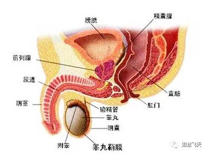 保列康 调理男人的生命 腺