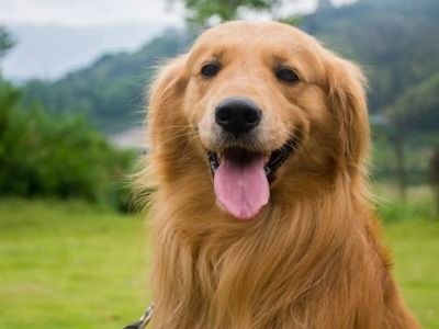 金毛成犬吃什么狗粮可以帮助它吸收钙和磷 宠小皮专家在线为您解析
