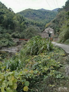 茗山坑蛤蟒坑东山村未命名