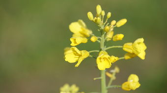 芳草翠，春日里的一抹清新，芳草意思解释