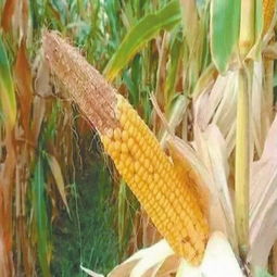 玉米的田间管理技术 玉米各个时期的管理措施