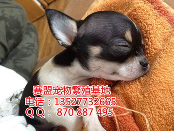 广州哪里有卖吉娃娃犬 广州哪里有出售吉娃娃犬