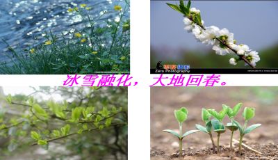 燕子部编版教学设计ppt下载