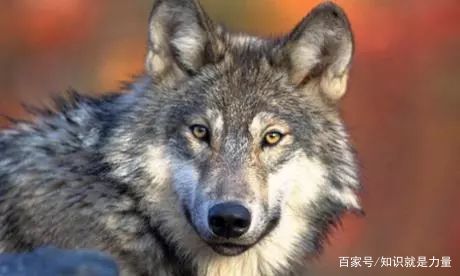 狗的祖先是狼 狼和狗怎么区分