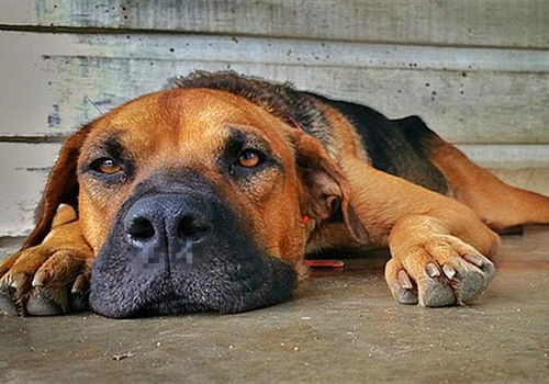 犬瘟热和犬流感如何区分 铲屎官切勿凭经验诊断,耽误狗狗治疗