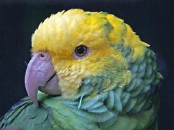 双黄头亚马逊鹦鹉的价格行情？双黄头亚马逊鹦鹉多少钱一只？