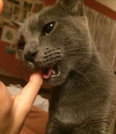我家猫总喜欢咬我的手指头,它是不是讨厌我 