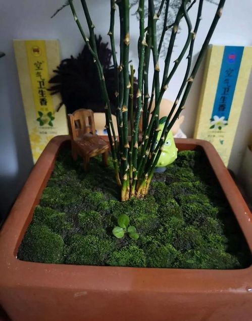 文竹配苔藓,好看还好养,根壮叶不黄,长的也很快