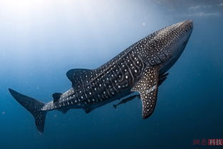 世界上最大的鱼叫什么 鲸鲨(体长达20米/体重重达12.5吨)