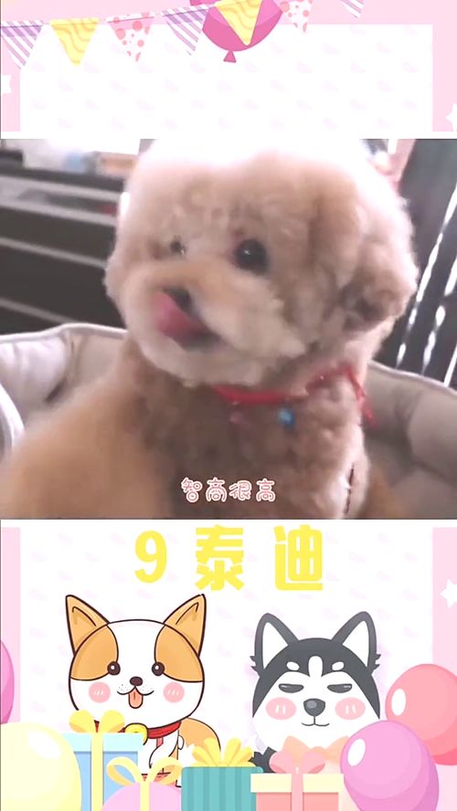 在中国,最受欢迎的狗狗排名 