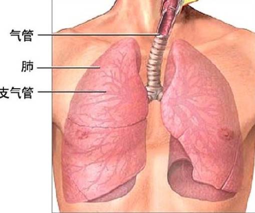 支气管炎止咳的方法(支气管炎止咳的方法是什么)