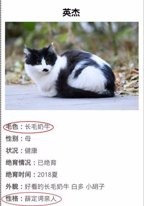 北大为流浪猫建档,猫叫 证件照超齐全