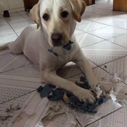 狗狗为什么爱吃纸 狗狗爱吃纸是什么原因呢 