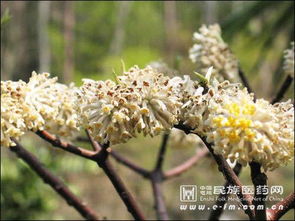 世界上最浪漫的十种花及花语是什么 