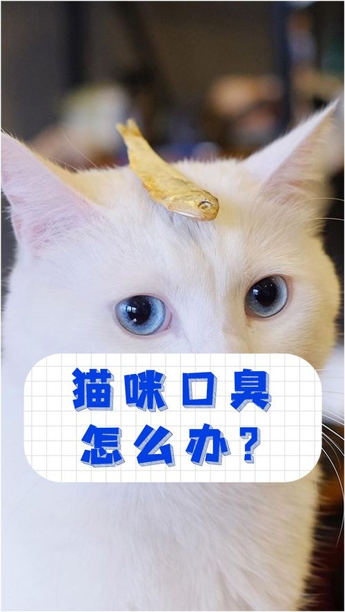 猫咪口臭怎么办 