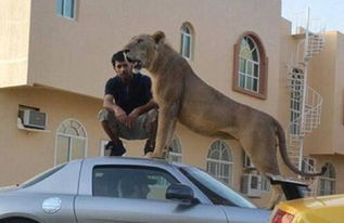 巴基斯坦小伙在家散养狮子 巴基斯坦小伙为什么能养狮子 