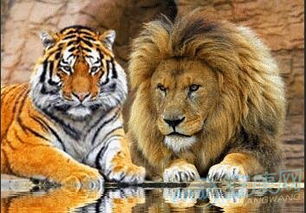 梦到狮子和老虎预示着什么