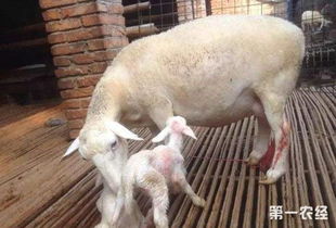 母羊的奶水不足怎么办 奶水不足的羔羊养殖方法