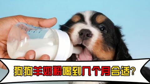 一个多月的小狗能喝羊奶粉么