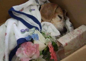 郑州宠物殡葬行业兴起,究竟是如何为宠物火化或宠物土葬呢 
