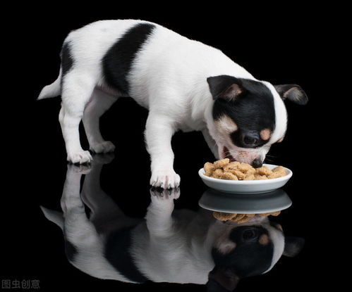 狗狗喂食正确的时间表来了,你喂对了吗