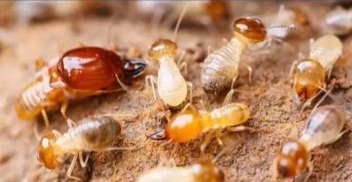 白蚁巢穴发出道道绿光,吸引飞蚁靠近,却是白蚁天敌甲虫设置陷阱