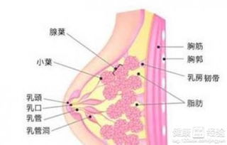 不疼的乳房肿块有问题吗