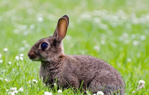 兔子生长这么快,为什么不能成为主流的食用肉类