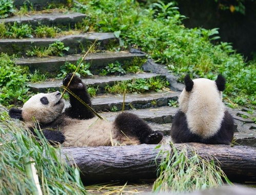 西媒惊叹 全球许多物种濒临灭绝,但大熊猫数量却奇迹增长