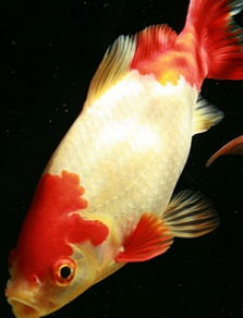 红白草金鱼价格及图片 红白草金鱼怎么养吃什么和记忆寿命 爱宠网 