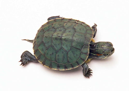 乌龟可以活多久