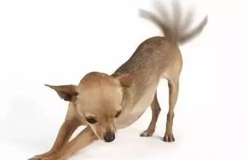 狗狗的尾巴会 说话 狗狗摇尾巴的含义