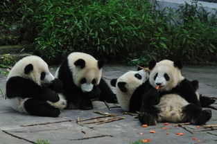 熊猫日记 白熊 被誉为吉祥之物 