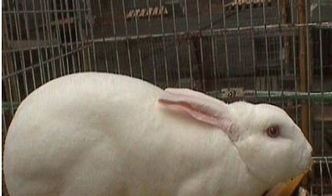 常年低价出售比利时兔新西兰兔
