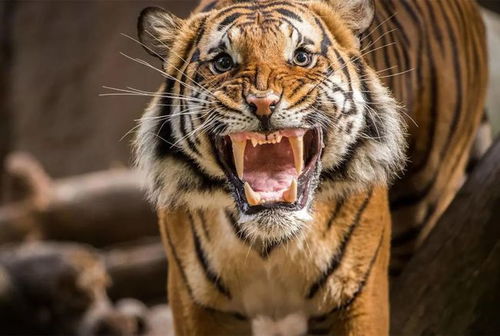 脱口秀 虎年 的英文可不是 tiger year 这些虎里虎气的英文表达你会多少