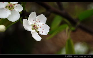 梨花的梨怎么写