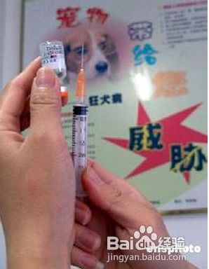 打狂犬疫苗注意事项 注射狂犬疫苗后要注意什么打了狂犬疫苗后的注意事项