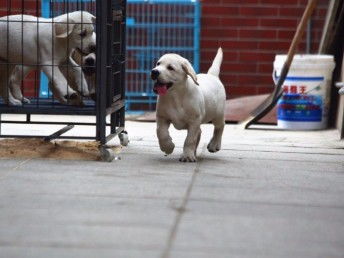 图 深圳纯种拉布拉多犬价格,深圳哪里能买到纯种拉布拉多犬 深圳宠物狗 