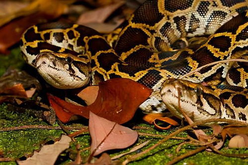 世界上最大的十种蛇 地毯蟒上榜,第一重量达250公斤