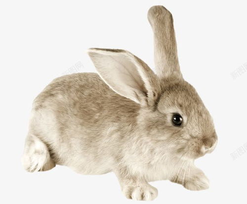 小兔子 创意素材 兔子耳朵素材 