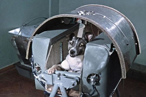 第一条被送入太空的小狗,如今还在太空流浪
