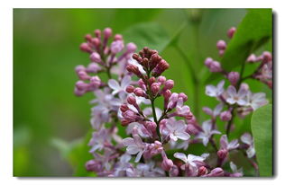 丁香花 你说你最爱丁香花,因为你的名字就是她.........