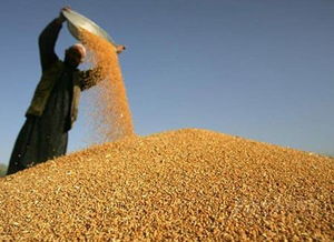 小麦价格上涨无力 小麦价格会不会下行大跌 