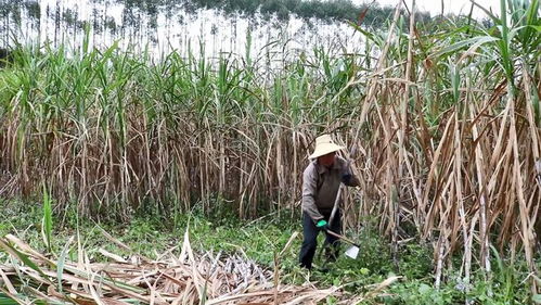 广西糖蔗种植时间-图1