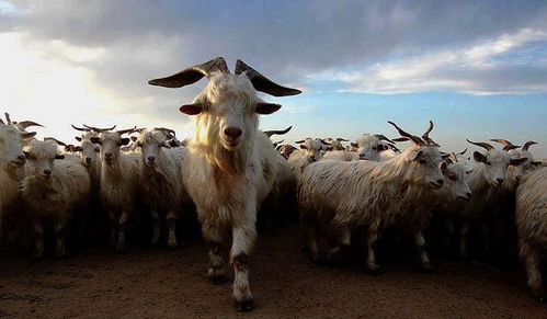 羊群中必定有一只领头羊,它是怎么来的 是天生还是人工培养的
