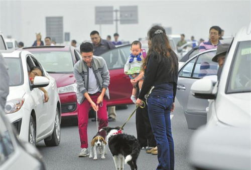 女司机单车开车遛狗,被路人举报后解释 我家狗太懒,就得这样