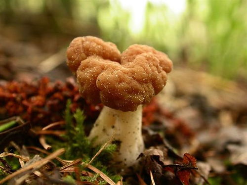 蘑菇是真菌吗,蘑菇和菌类的区别？