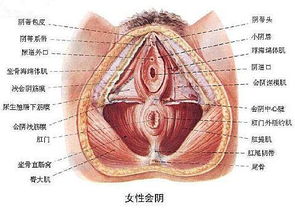 谁能给我发一张生物上的女性生殖器结构图 同时图上每个部位都有详解 详细点最好 